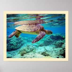Poster Tortue de mer verte (mydas de Chelonia)