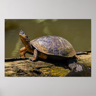Poster Tortue de rivière à Tortuguero - Costa Rica