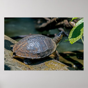Poster Tortue de rivière à Tortuguero - Costa Rica