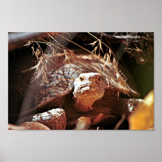 Poster Tortue du désert (Devant)