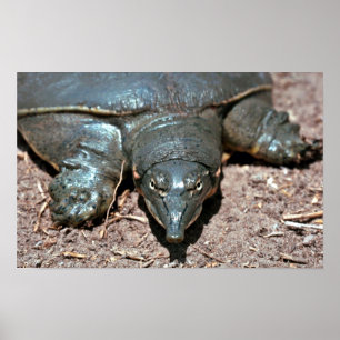 Poster Tortue épineuse de softshell du Texas