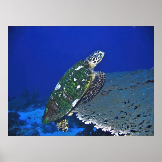 Poster Tortue équilibrée (Devant)