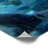 Poster Tortue et poisson (Coin)