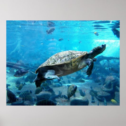 Poster Tortue et poisson (Devant)