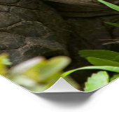 Poster Tortue géante (Coin)