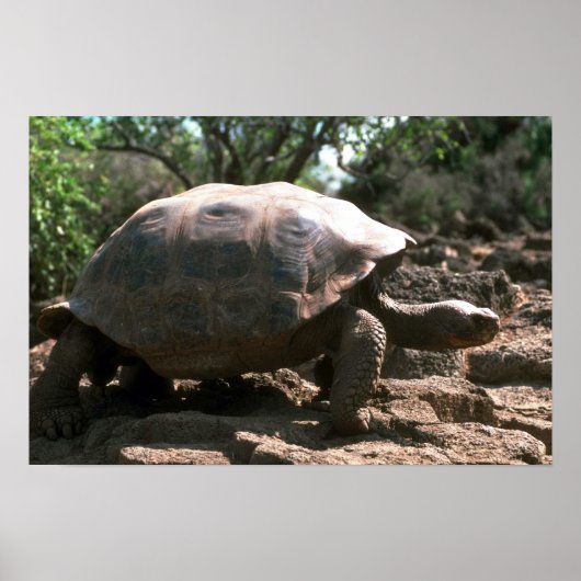 Poster Tortue géante en forme de dôme (Devant)