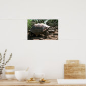 Poster Tortue géante en forme de dôme (Cuisine)