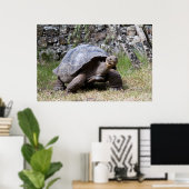 Poster Tortue géante | Galapagos (Bureau à domicile)