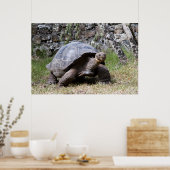 Poster Tortue géante | Galapagos (Cuisine)