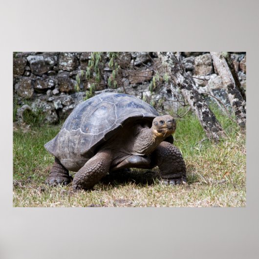 Poster Tortue géante | Galapagos (Devant)