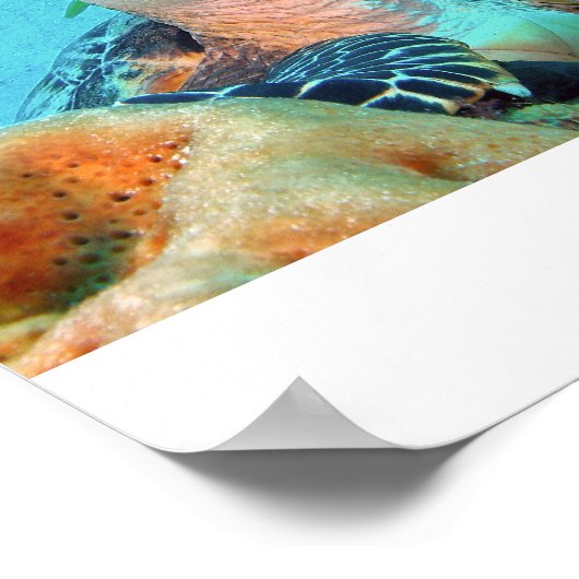 Poster Tortue Hawksbill (Coin)