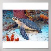 Poster Tortue hawksbill (Devant)