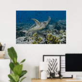 Poster Tortue imbriquée nageant (Bureau à domicile)