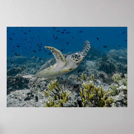 Poster Tortue imbriquée nageant (Devant)