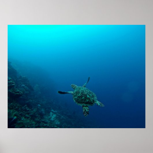 POSTER TORTUE MARINE DANS L'EAU (Devant)