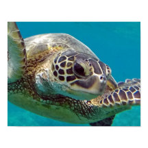 Tortue marine des îles Hawaii