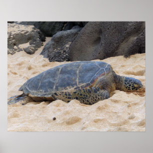 Poster Tortue marine hawaïenne