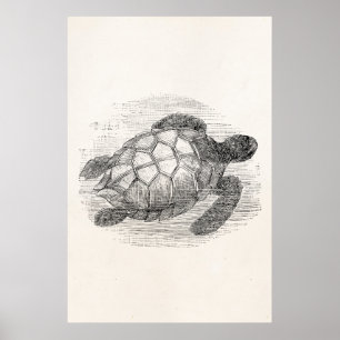Poster Tortue marine vintage Tortue marine personnalisée