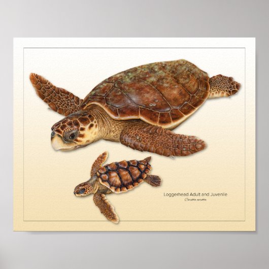 Poster Tortue migratrice Adulte et Juvénile Imprimer (Devant)