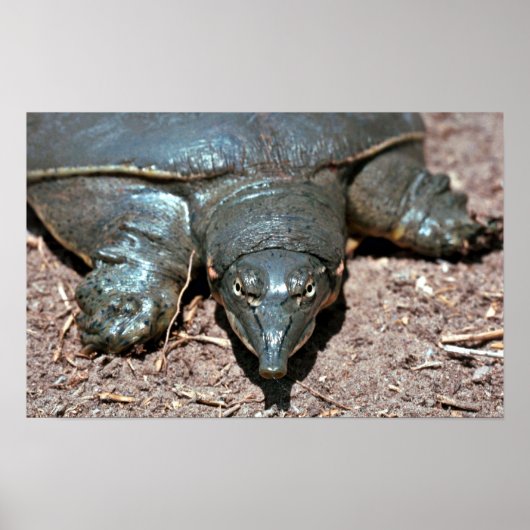 Poster Tortue molle du Texas (Devant)