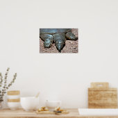 Poster Tortue molle du Texas (Cuisine)