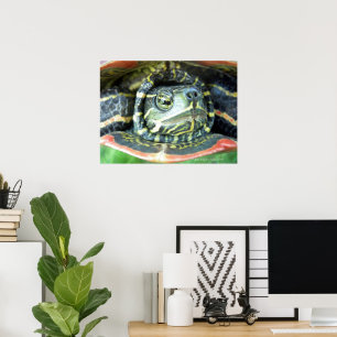 Poster Tortue peinte (Chrysemys picta) 2