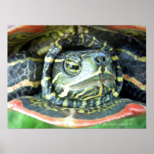Poster Tortue peinte (Chrysemys picta) 2