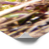 Poster Tortue peinte (Chrysemys picta) 3 (Coin)