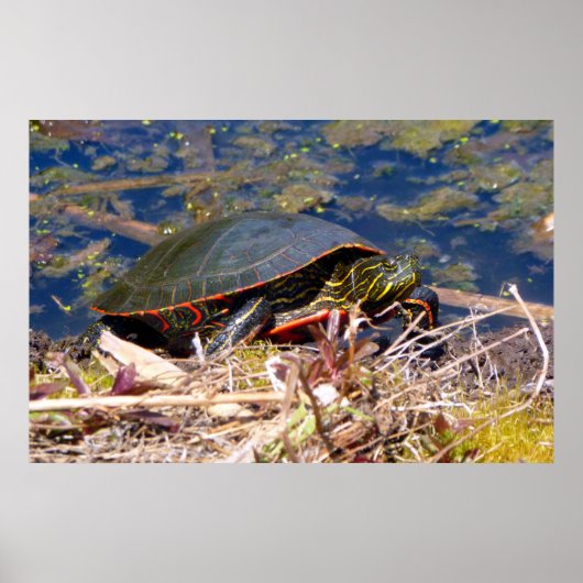 Poster Tortue peinte (Chrysemys picta) 3 (Devant)