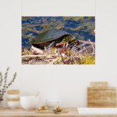 Poster Tortue peinte (Chrysemys picta) 3 (Cuisine)