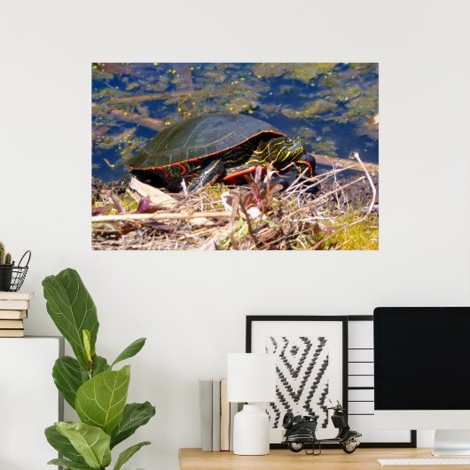 Poster Tortue peinte (Chrysemys picta) 3 (Bureau à domicile)