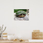 Poster Tortue peinte de l'Est (Cuisine)