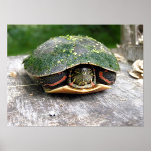 Poster Tortue peinte de l'Est
