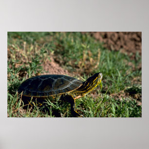 Poster Tortue peinte occidentale