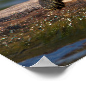 Poster Tortue peinte sur un bûcher (Coin)