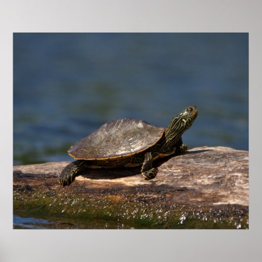 Poster Tortue peinte sur un bûcher (Devant)