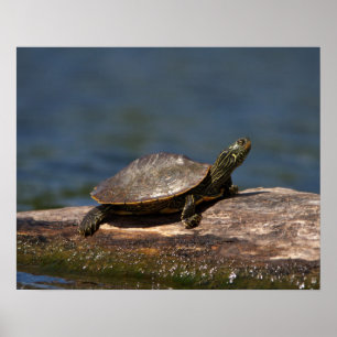 Poster Tortue peinte sur un rondin