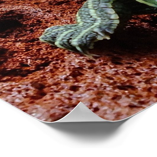 Poster Tortue rouge (Coin)