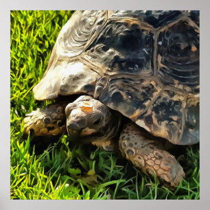 Poster Tortue Sauvage Dans L'Herbe Pré Art De La Faune