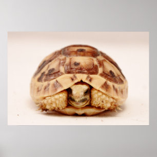 Poster Tortue se cachant dans la coquille