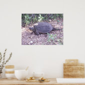 Poster Tortue serpent du Kansas (Cuisine)