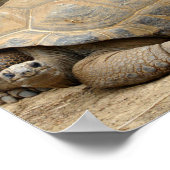 Poster Tortue souriante (Coin)