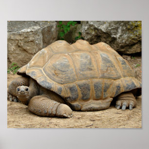 Poster Tortue souriante