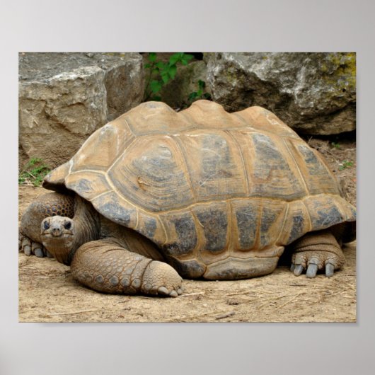 Poster Tortue souriante (Devant)