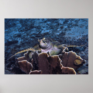 Poster Tortue sur le corail