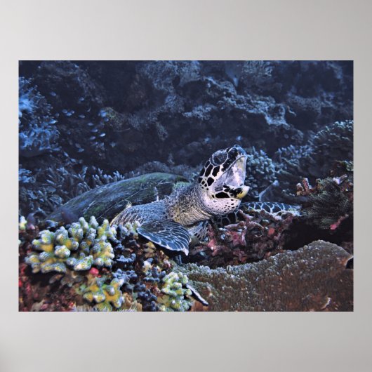 Poster Tortue tortue (Devant)