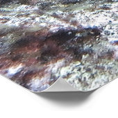 Poster Tortue verte avec auto-stoppeurs (Coin)