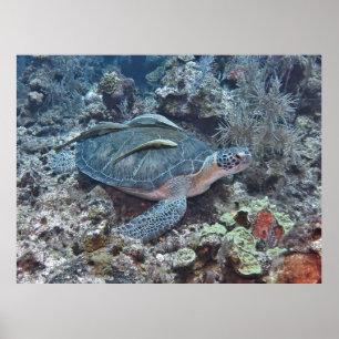 Poster Tortue verte avec auto-stoppeurs