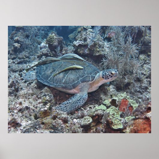 Poster Tortue verte avec auto-stoppeurs (Devant)