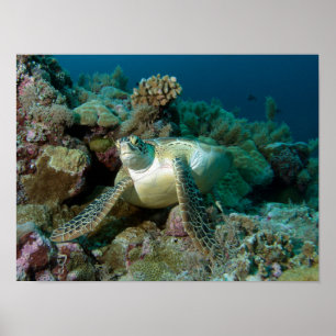 Poster Tortue verte de mer après s'être reposée parmi le